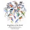 Kingfishers of the World T-Shirt