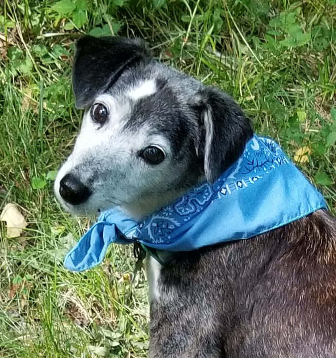 Insect-Repellent Bandana - Image 4